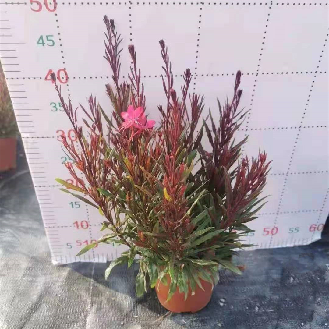 山桃草160#