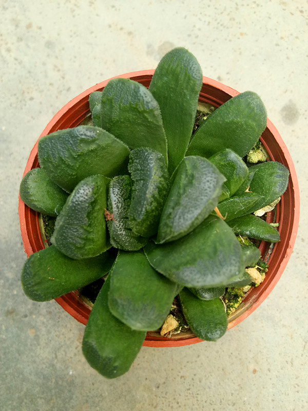静鼔