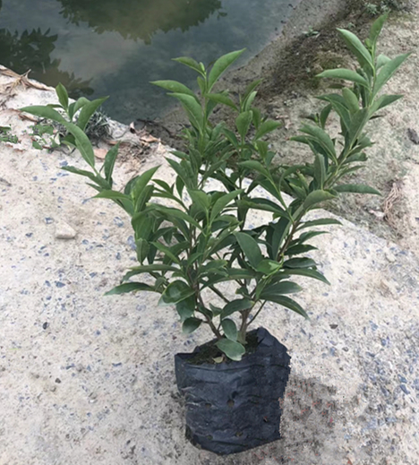 双色茉莉（7斤袋）