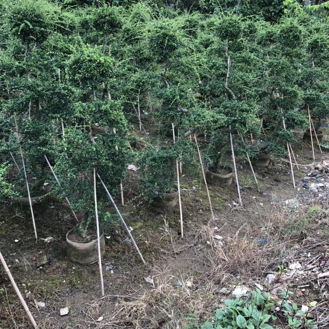 造型福建茶 高2-2.2m