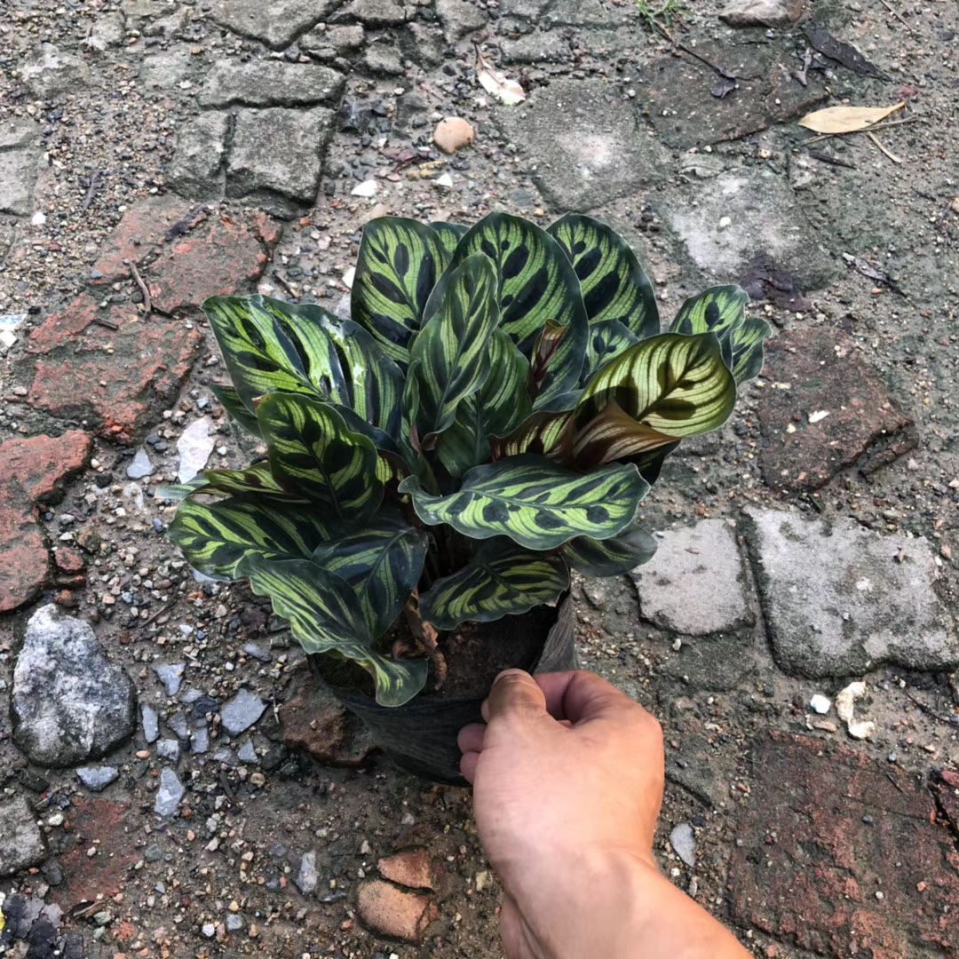 孔雀竹芋（7斤袋）