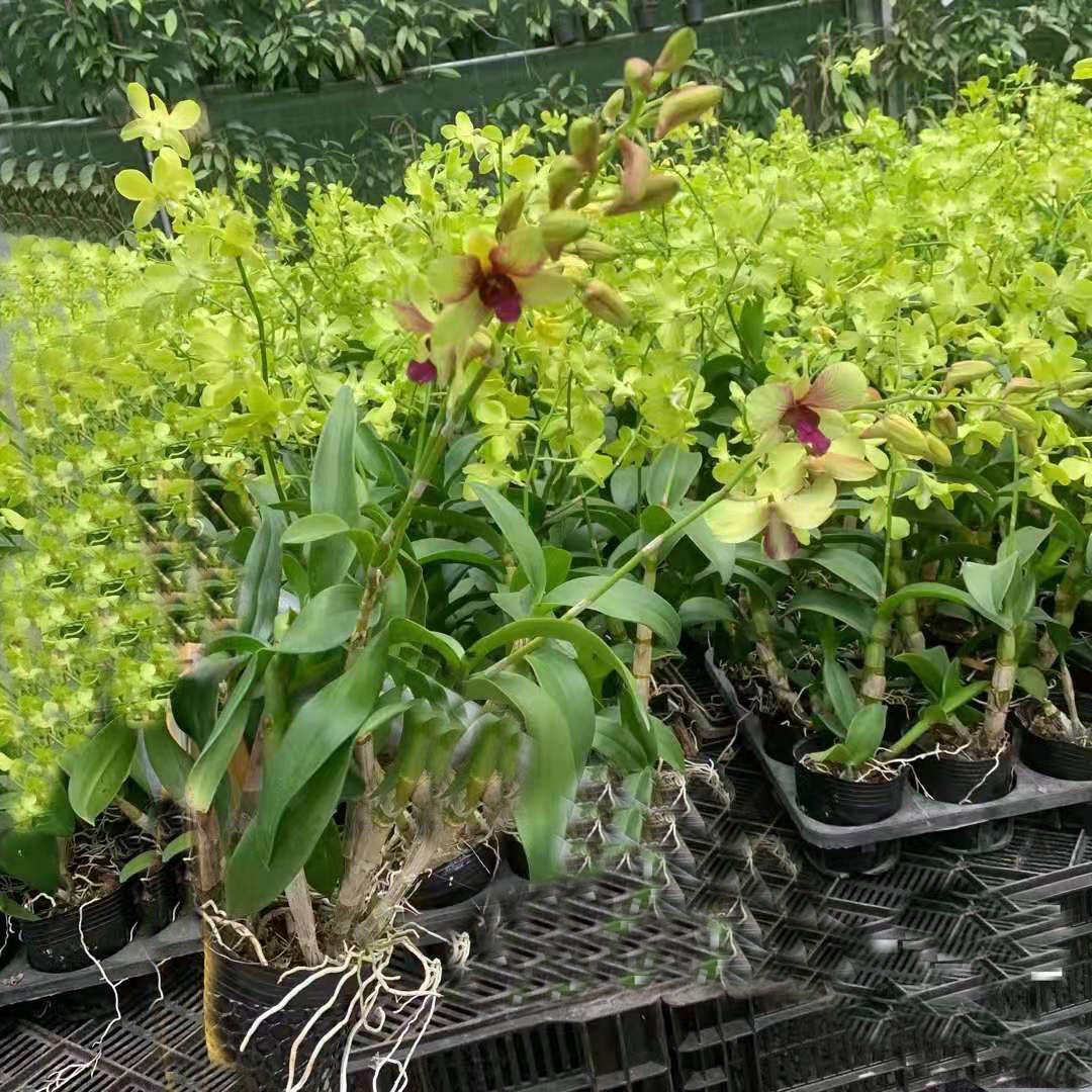 秋石斛