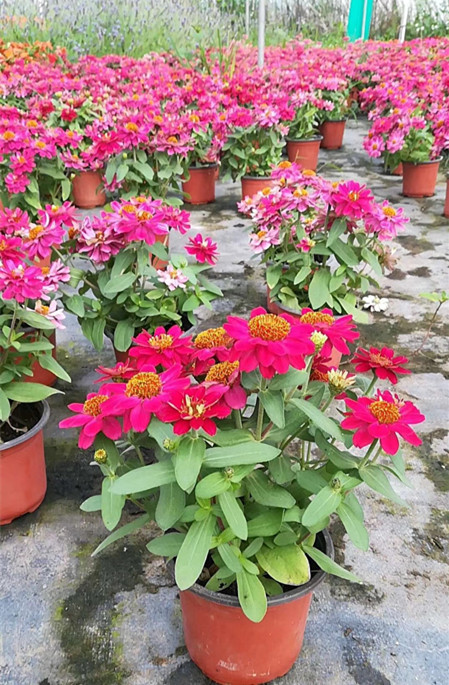 荷兰菊