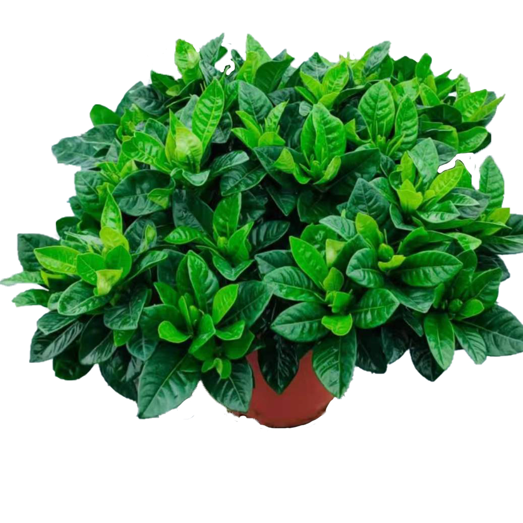 栀子花