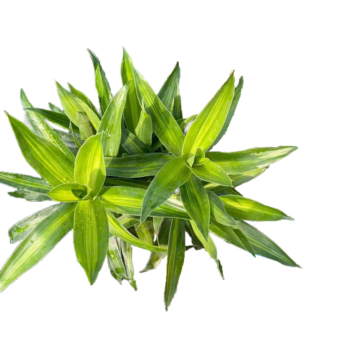 百合竹