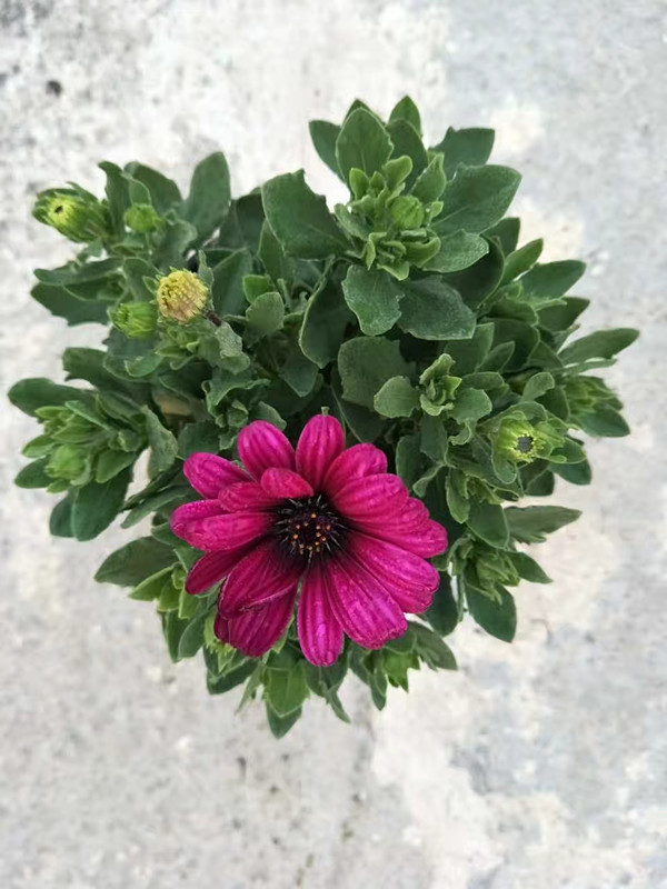 南非万寿菊