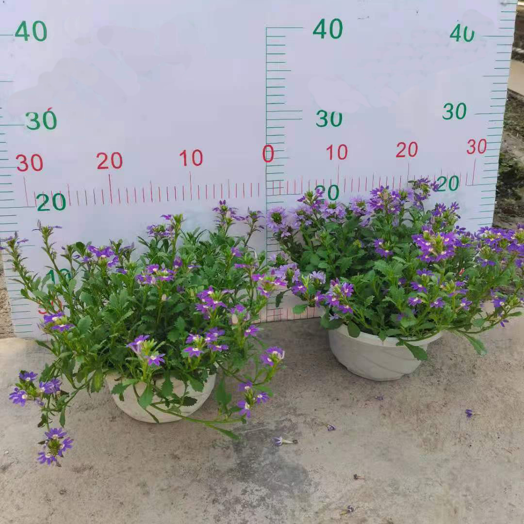 扇子花吊篮