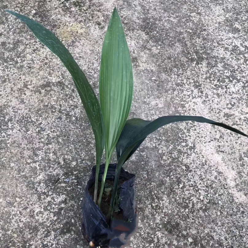 叶兰（5斤袋）