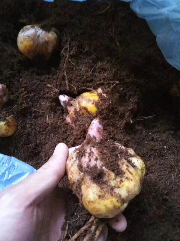 香水百合种球