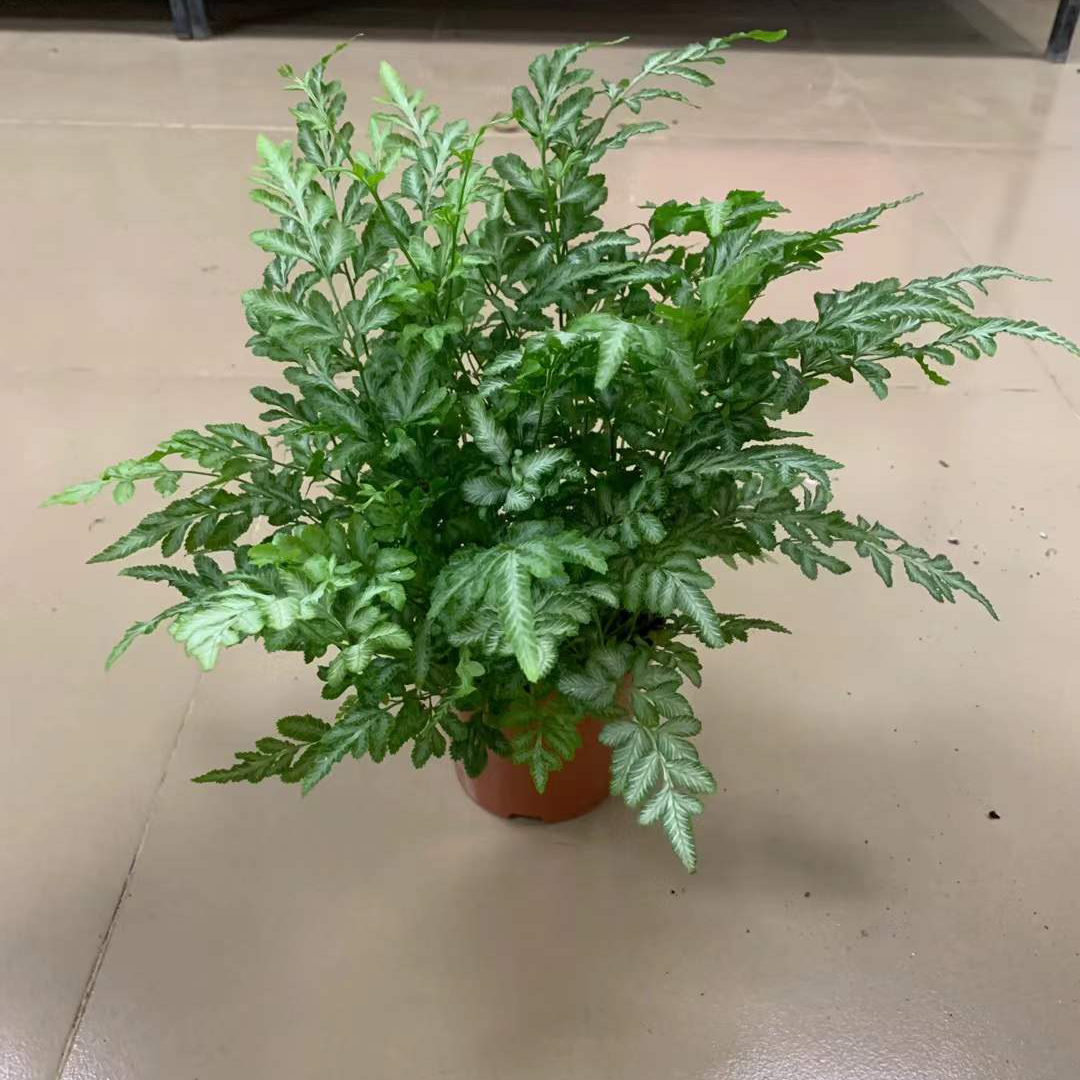 银线蕨