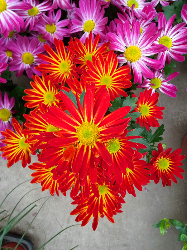 荷兰菊