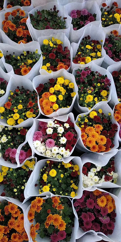 彩色如意菊