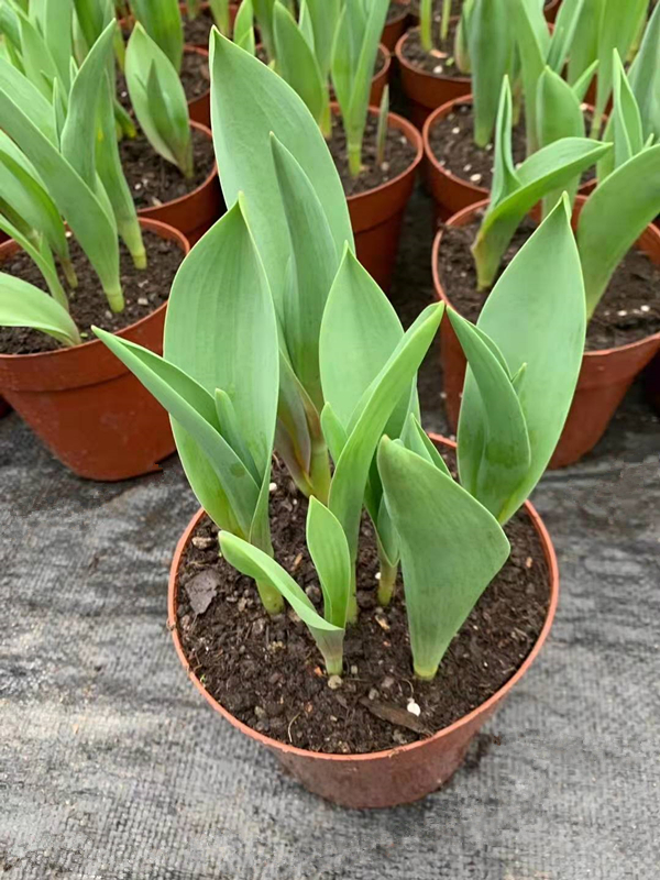 郁金香180#室内盆栽优质绿化植物