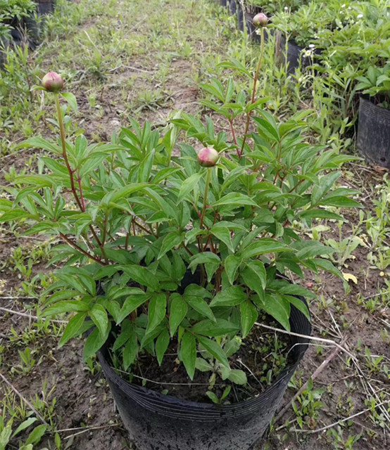 芍药