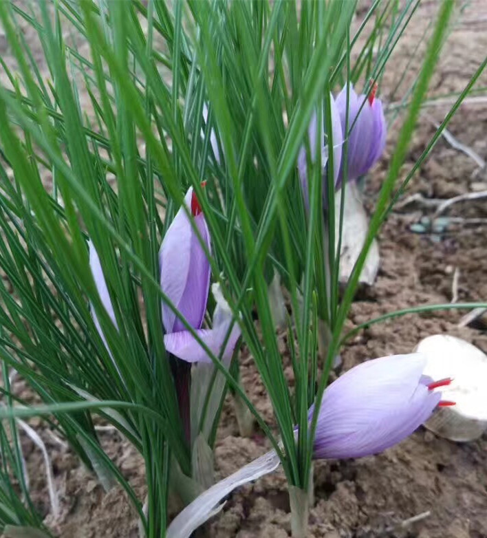 藏红花种球