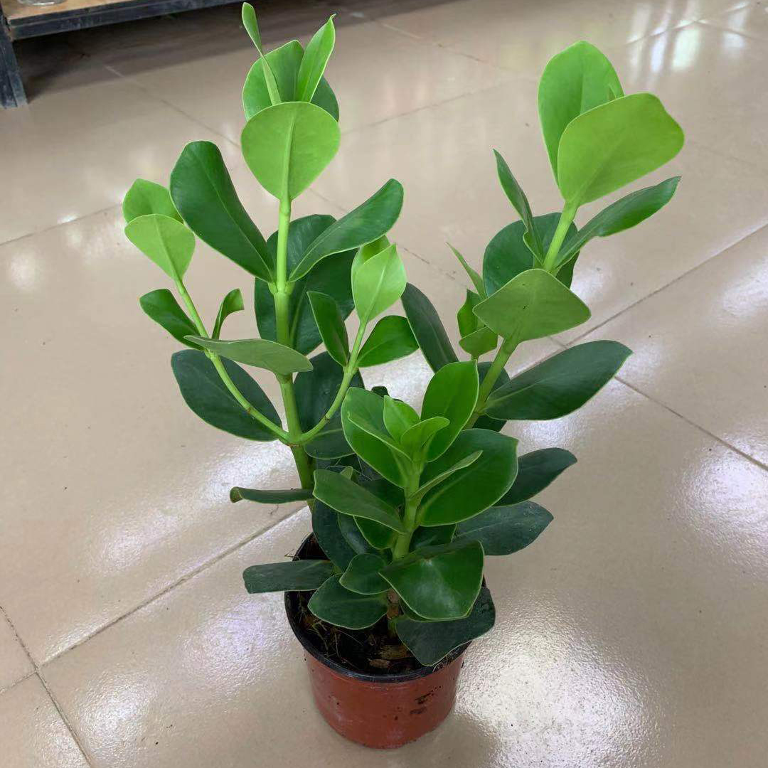 签名树