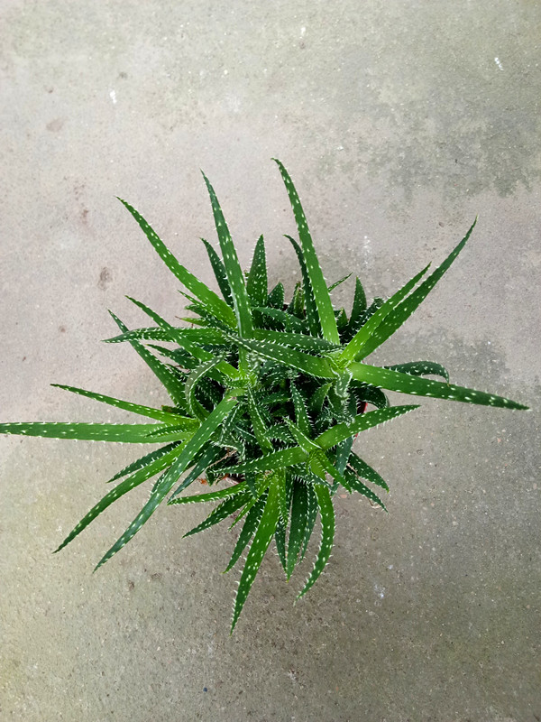 孔雀芦荟