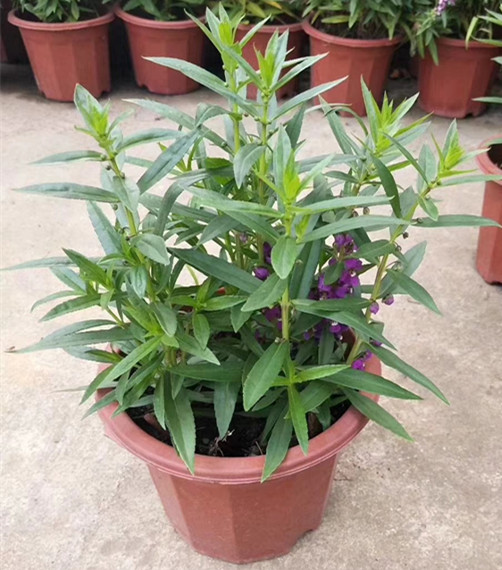香彩雀盆栽