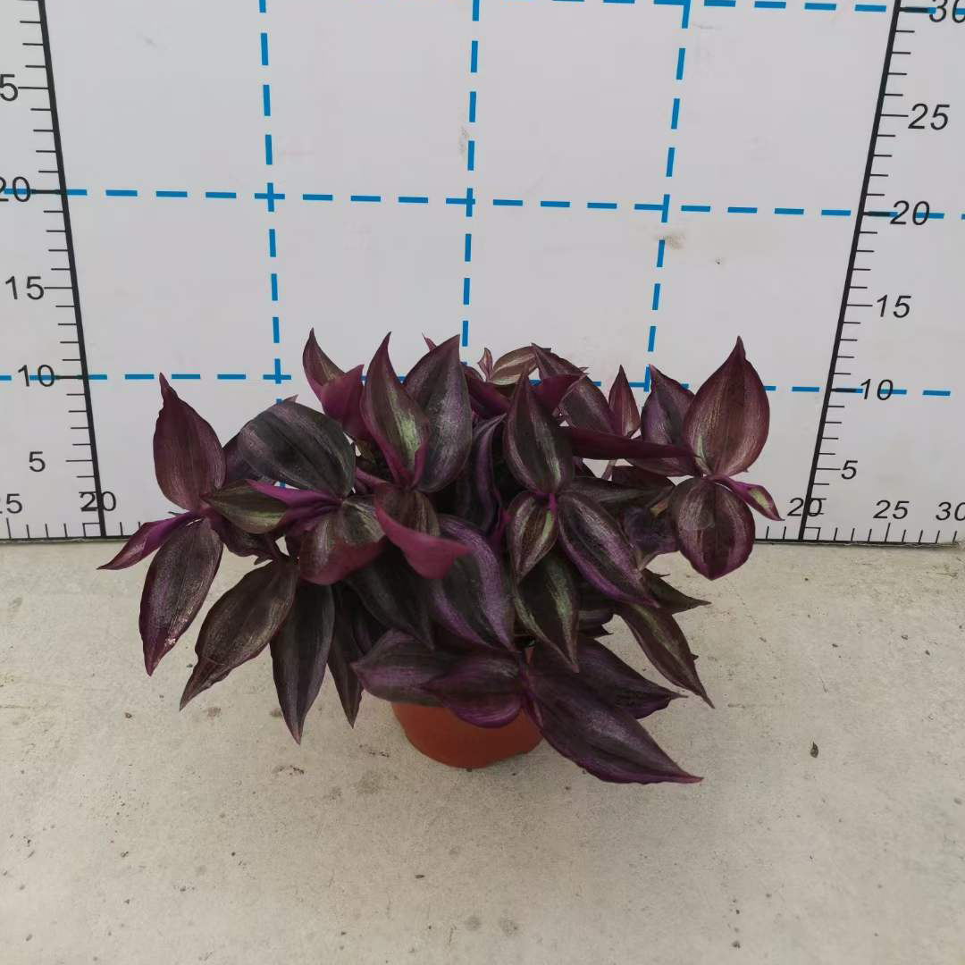 吊竹梅