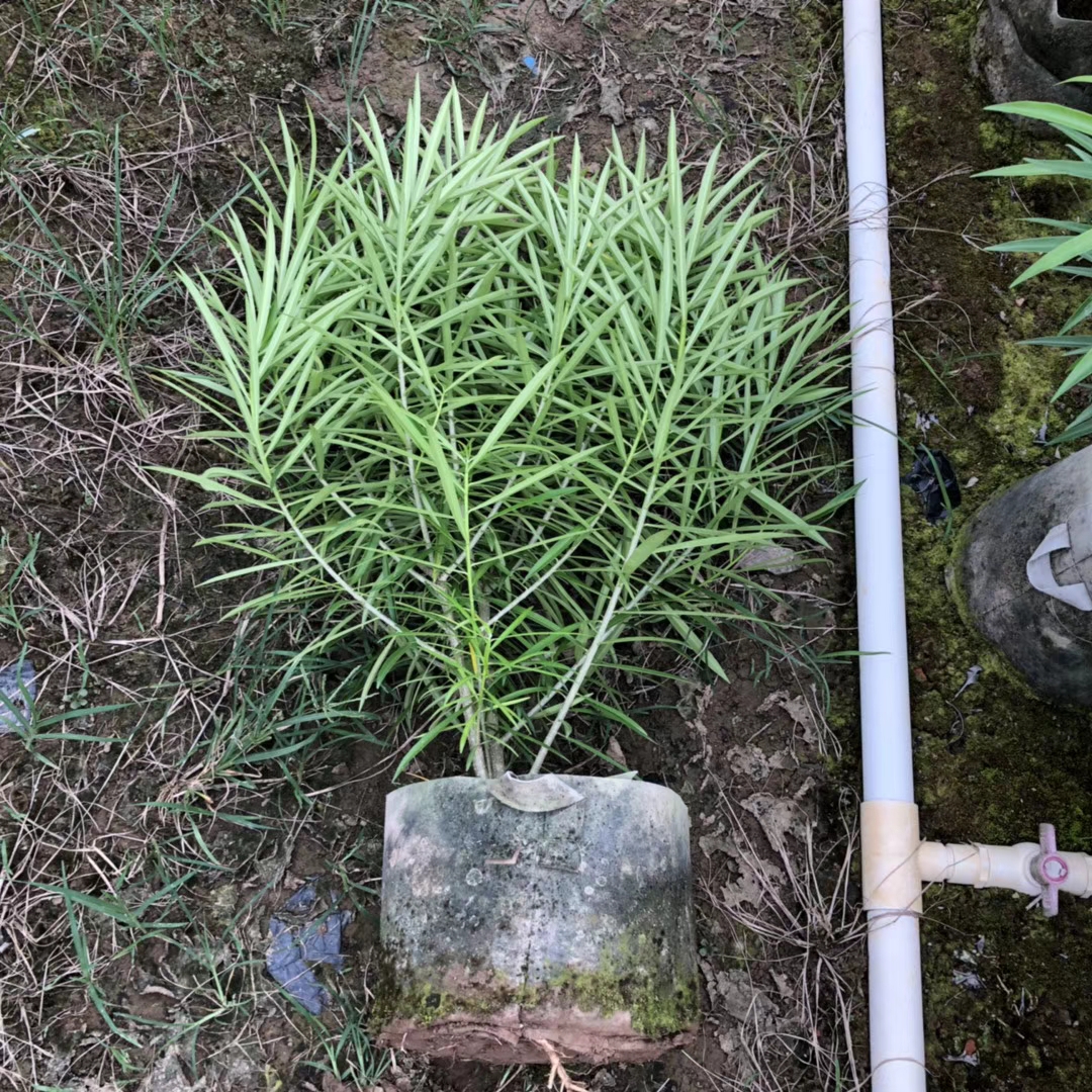 黄花夹竹桃 （袋苗）