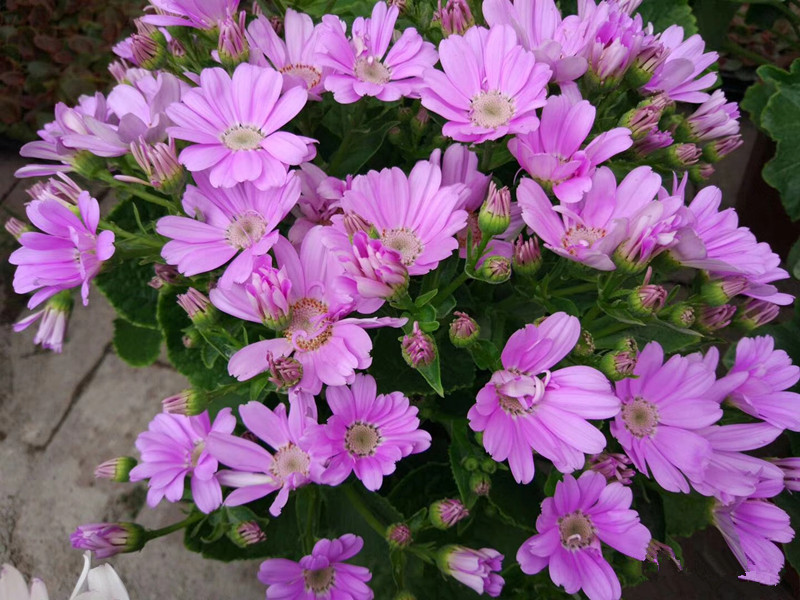 富贵菊（瓜叶菊）