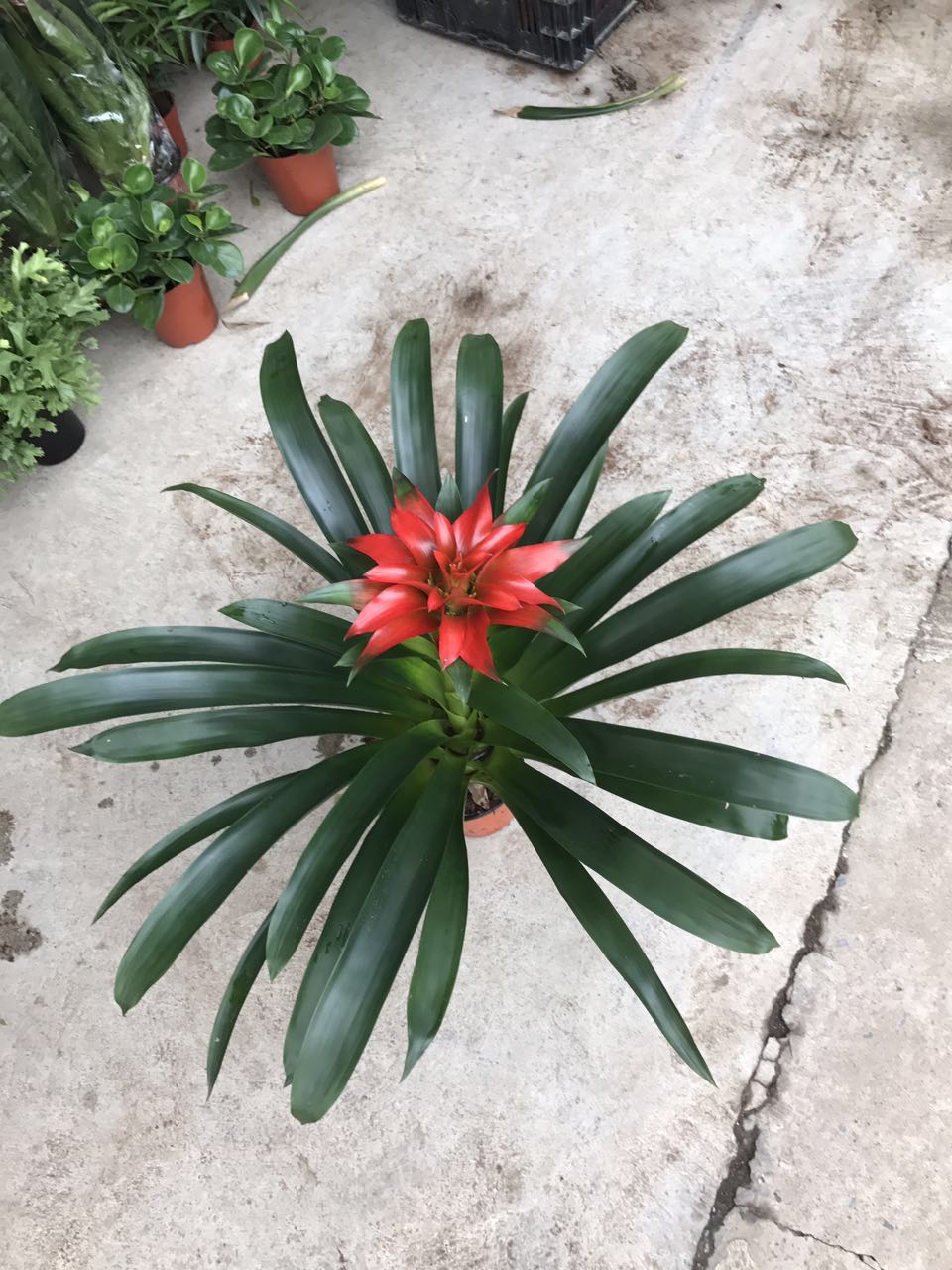 丹尼斯H60 G60