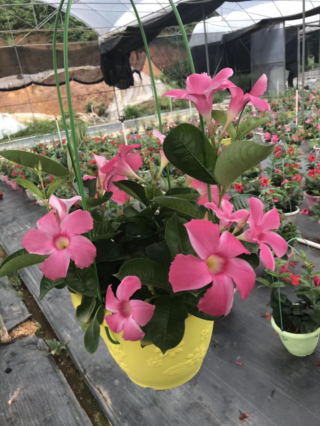 彩盆进口双线藤