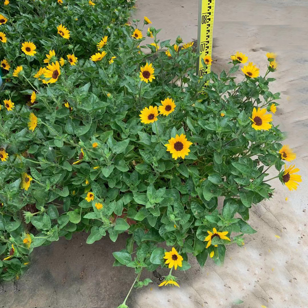 光辉岁月向日葵