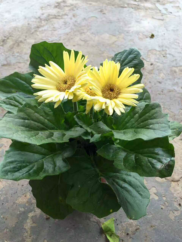 非洲菊