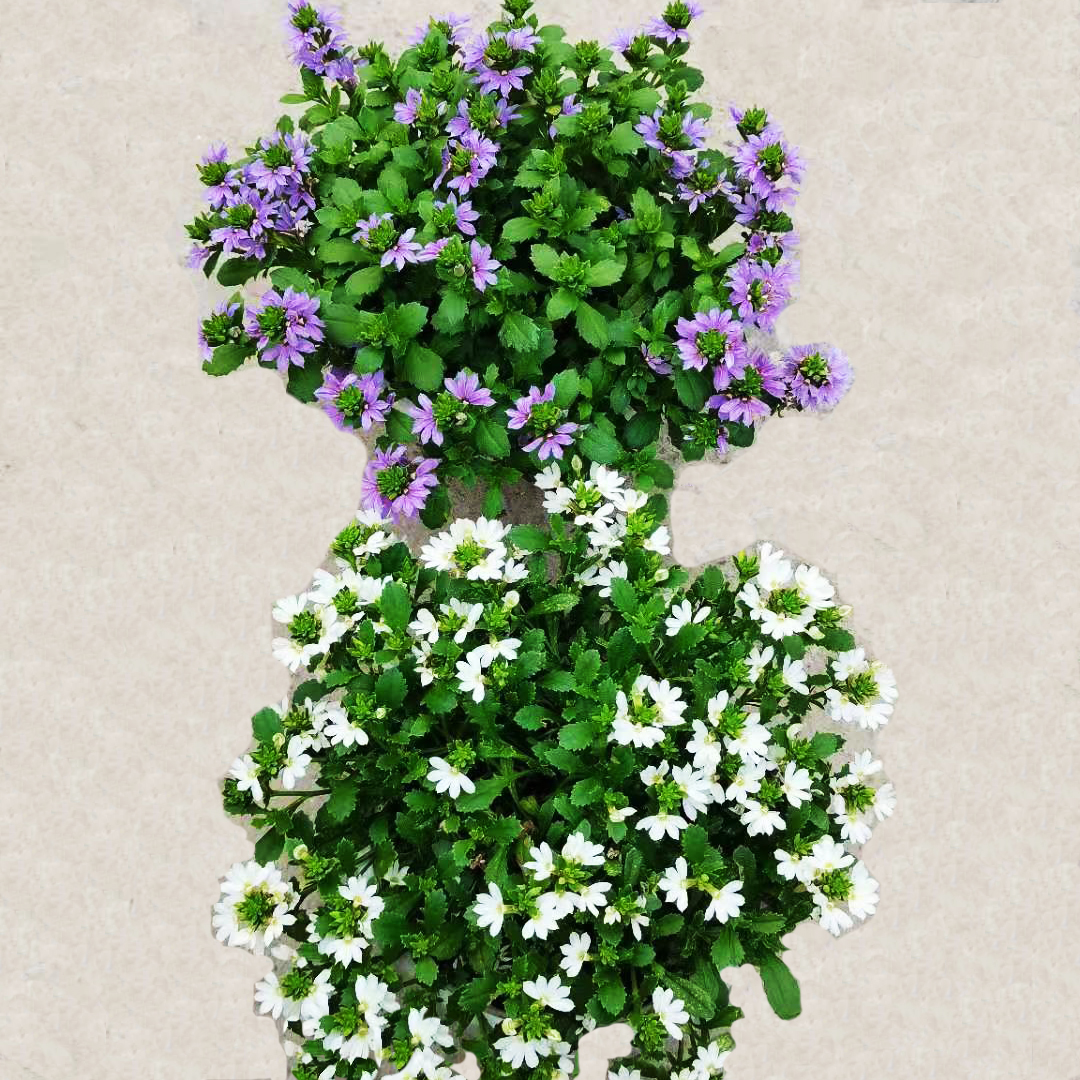 扇子花吊篮
