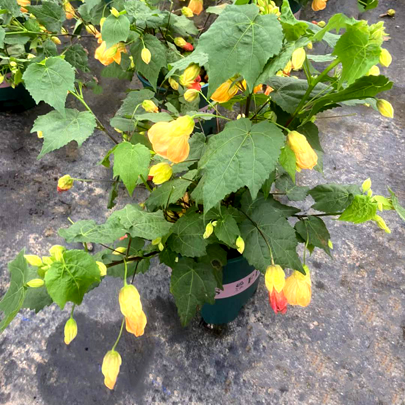 1加仑金钟木芙蓉
