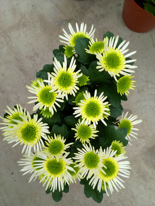 荷兰菊