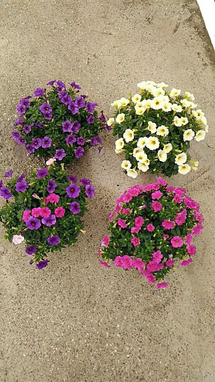 超级舞春花