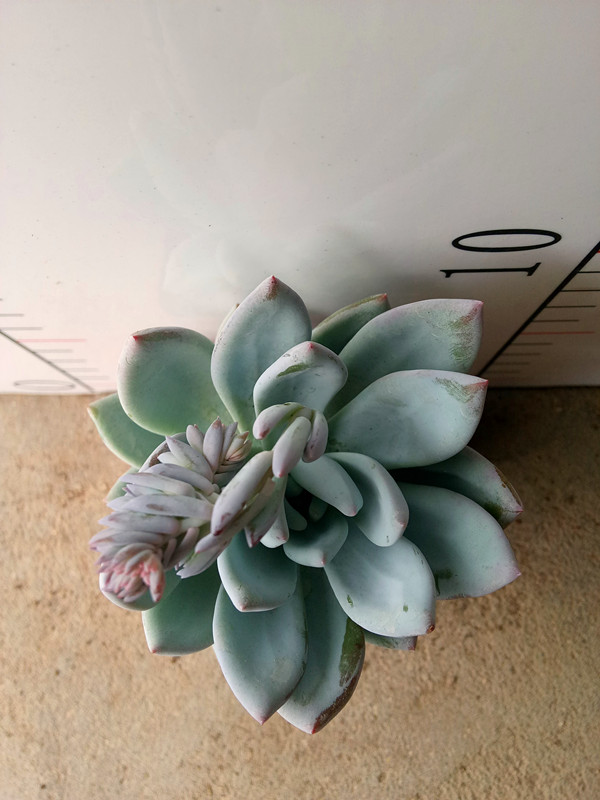 霜之朝