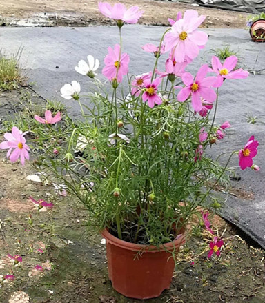 秋英（波斯菊）