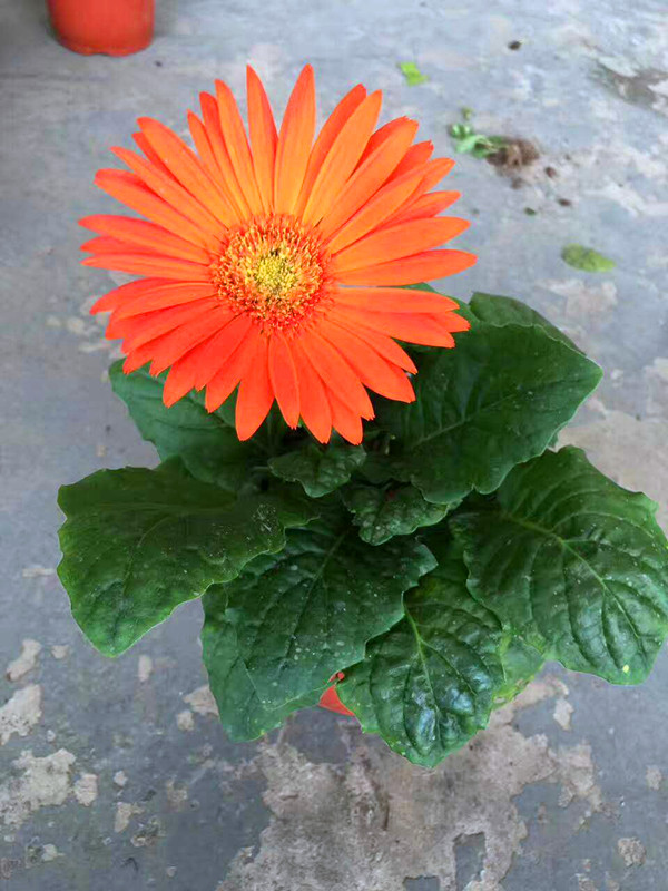 非洲菊