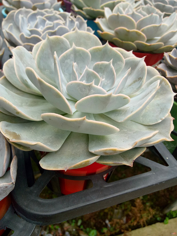 双子座