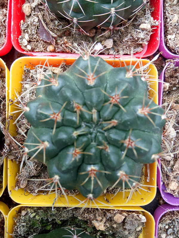 菲花玉