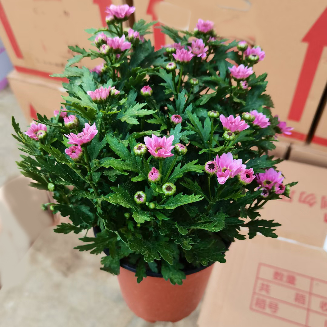 清新菊130#