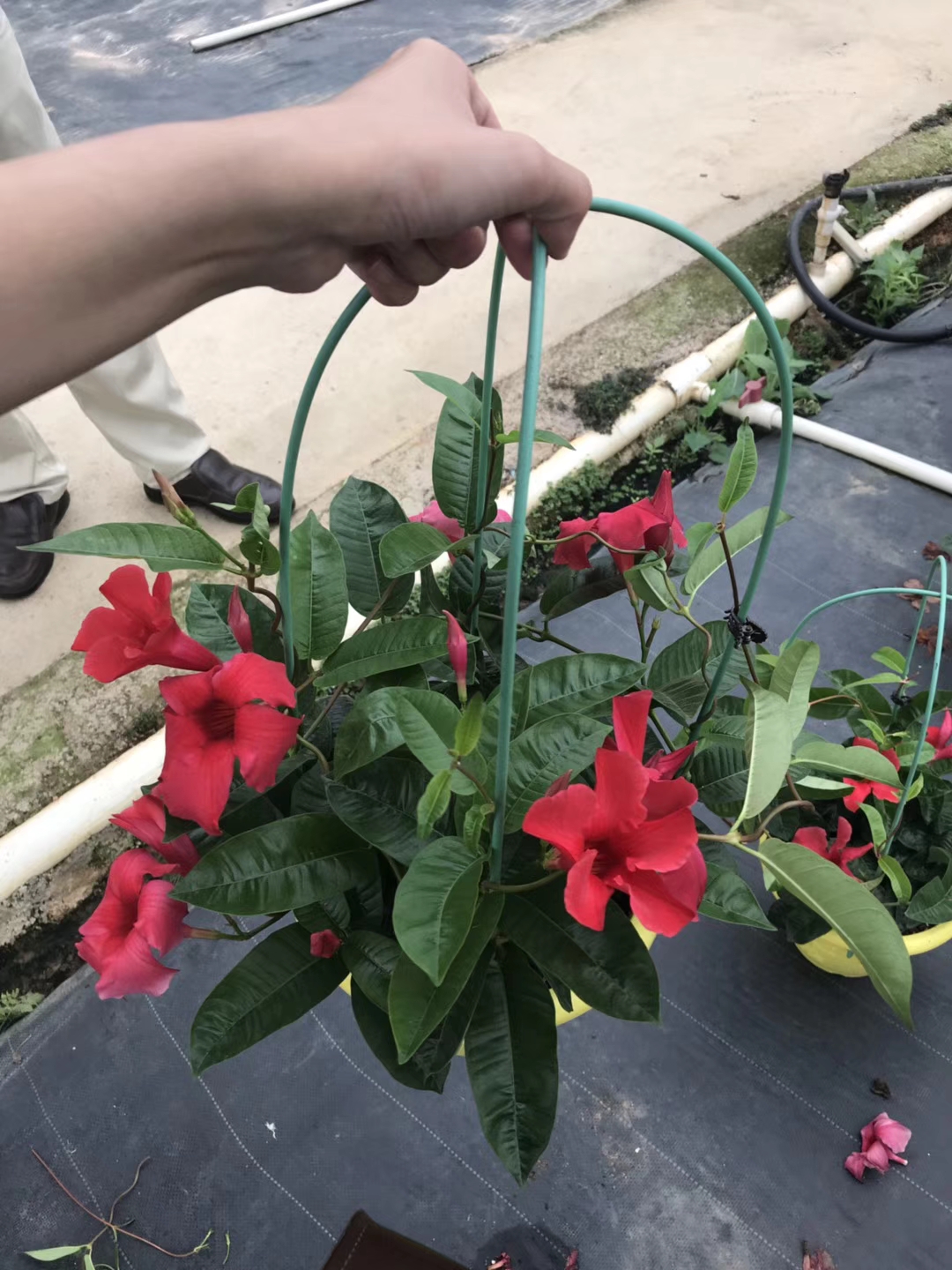 彩盆进口双线藤