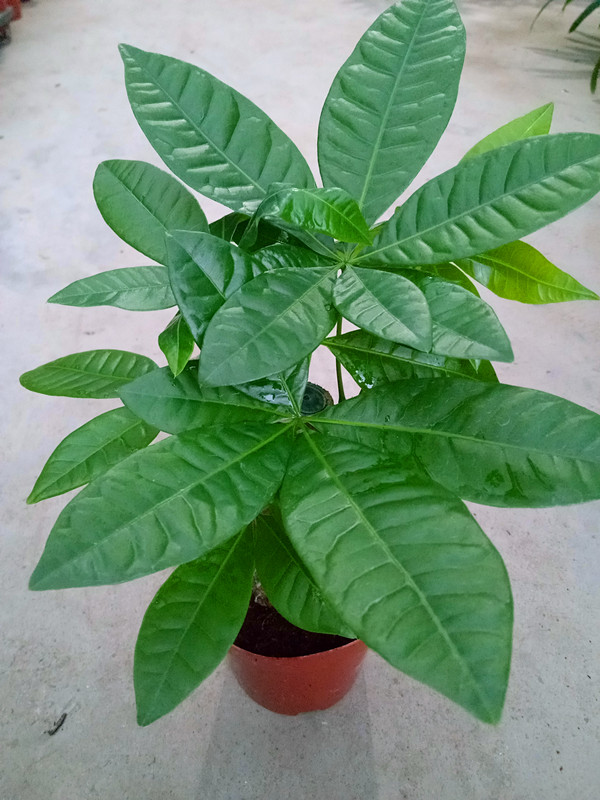 单株发财树