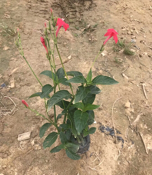 大花芦莉5斤袋