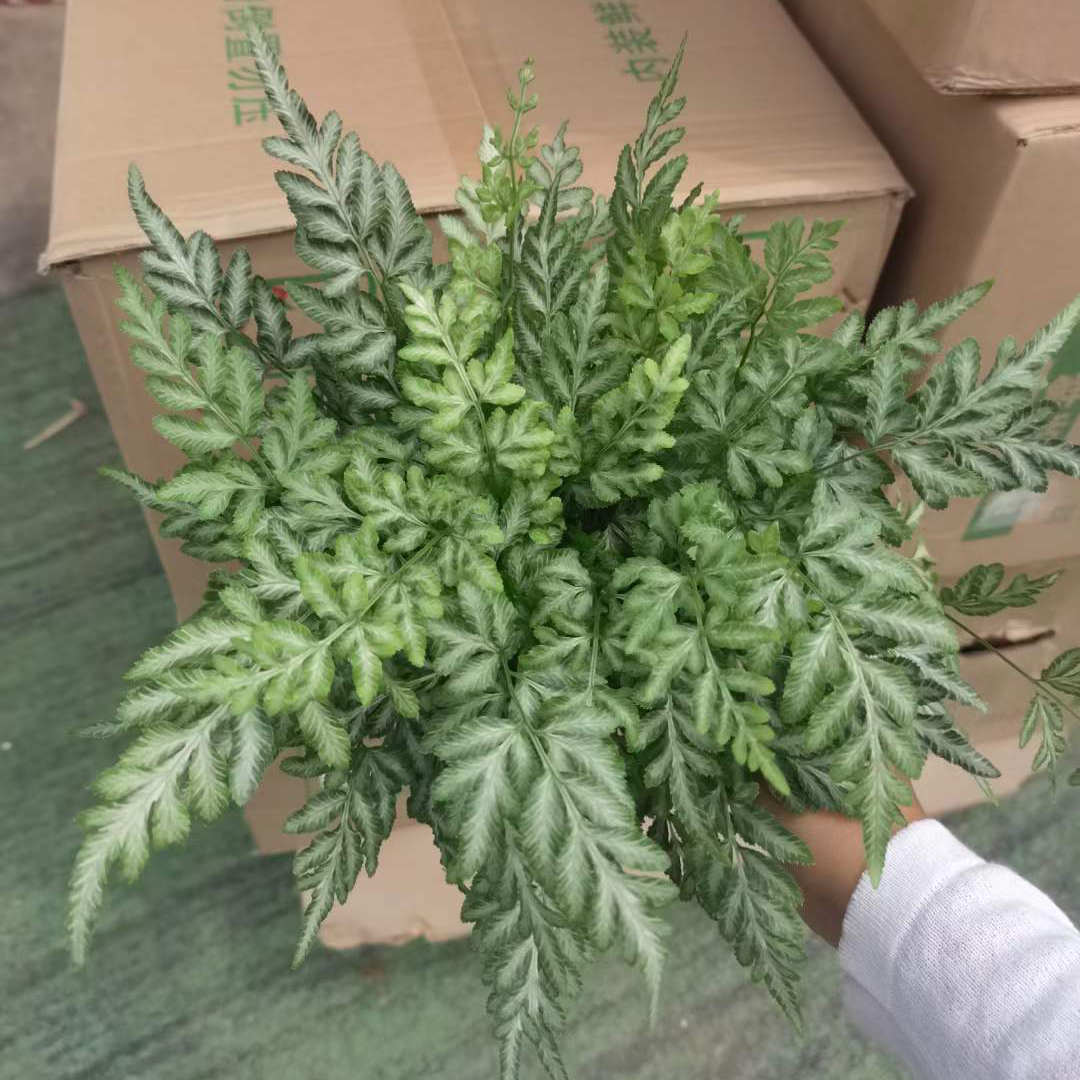 银线蕨