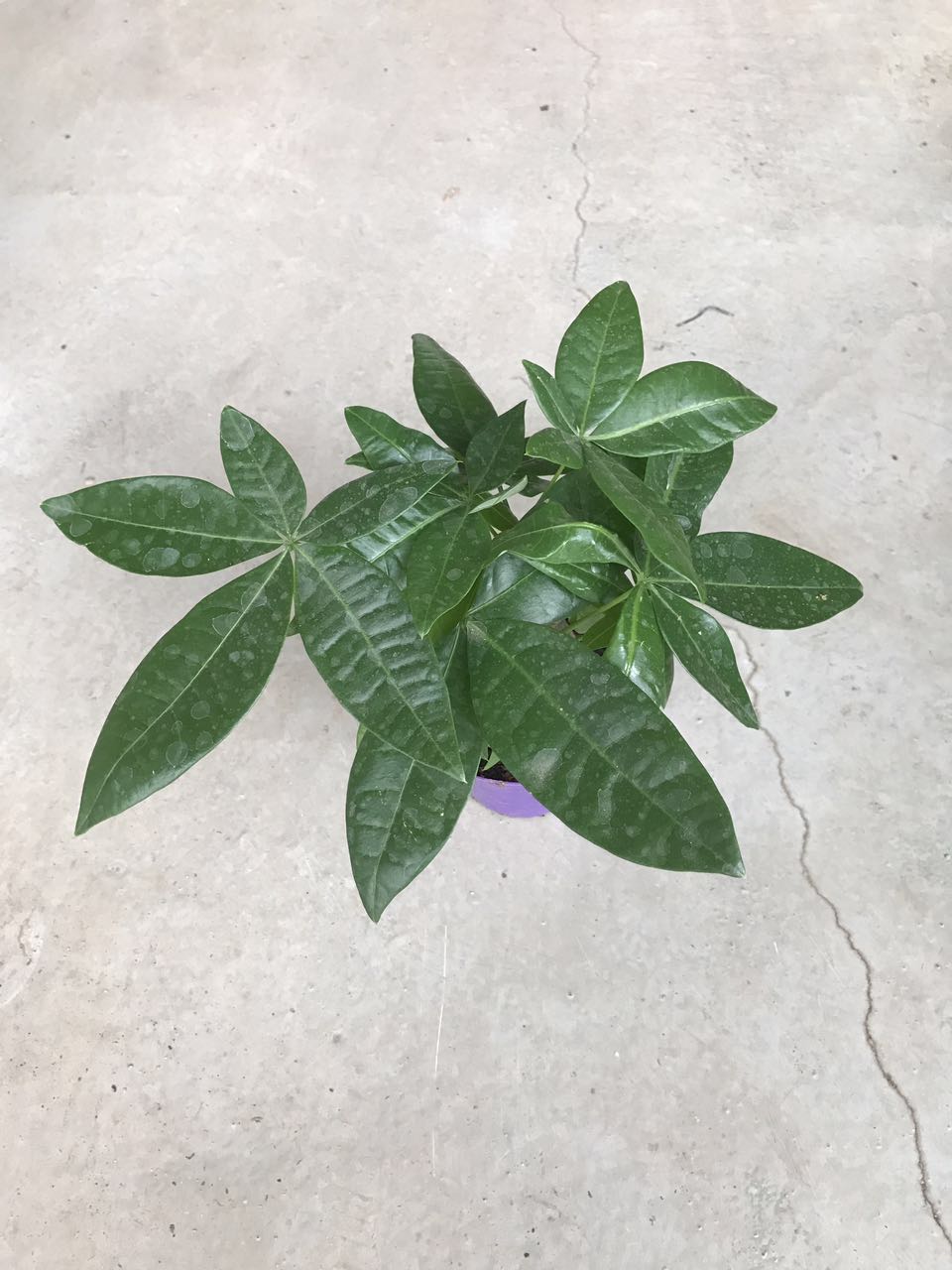 发财树（彩盆）