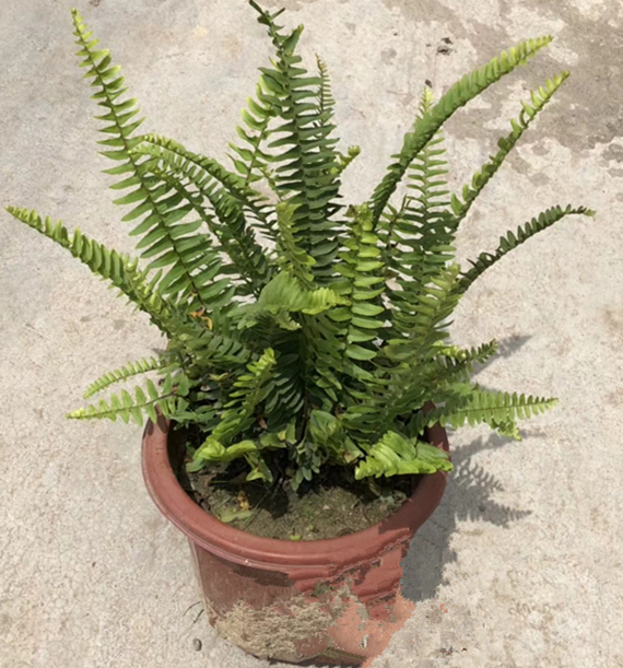 盆苗排骨草