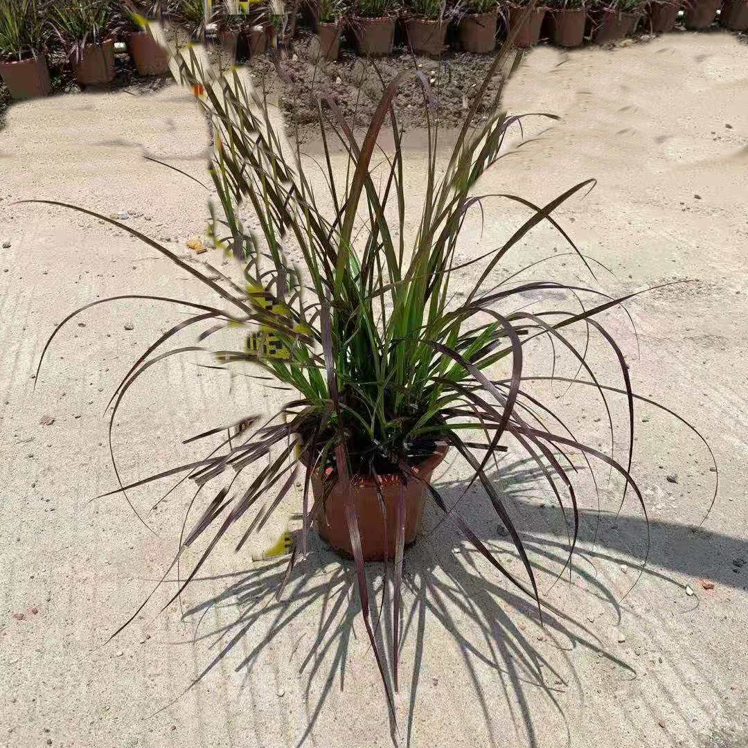 紫叶狼尾草