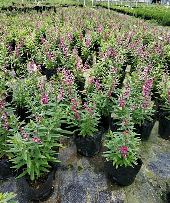 紫娇花