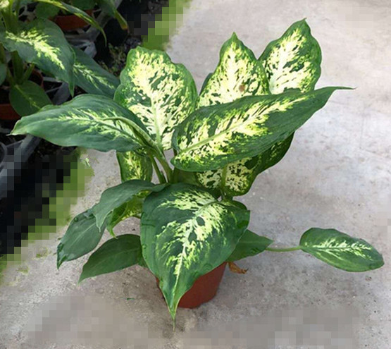 粉黛万年青 花叶万年青