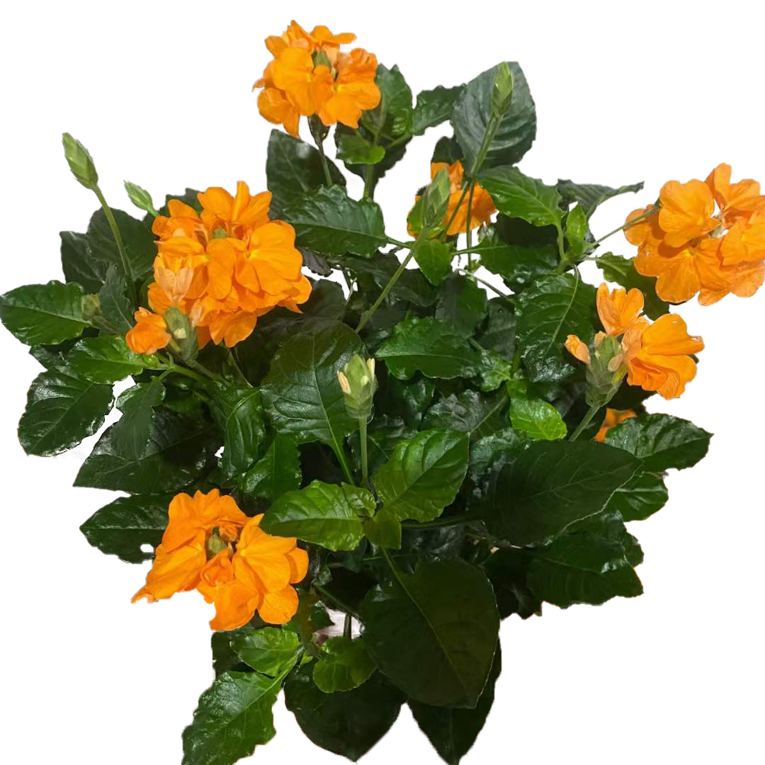鸟尾花