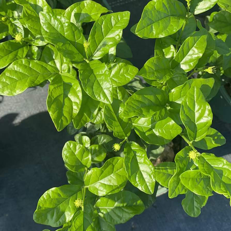 虎头茉莉